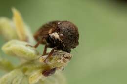 Image of Treehopper