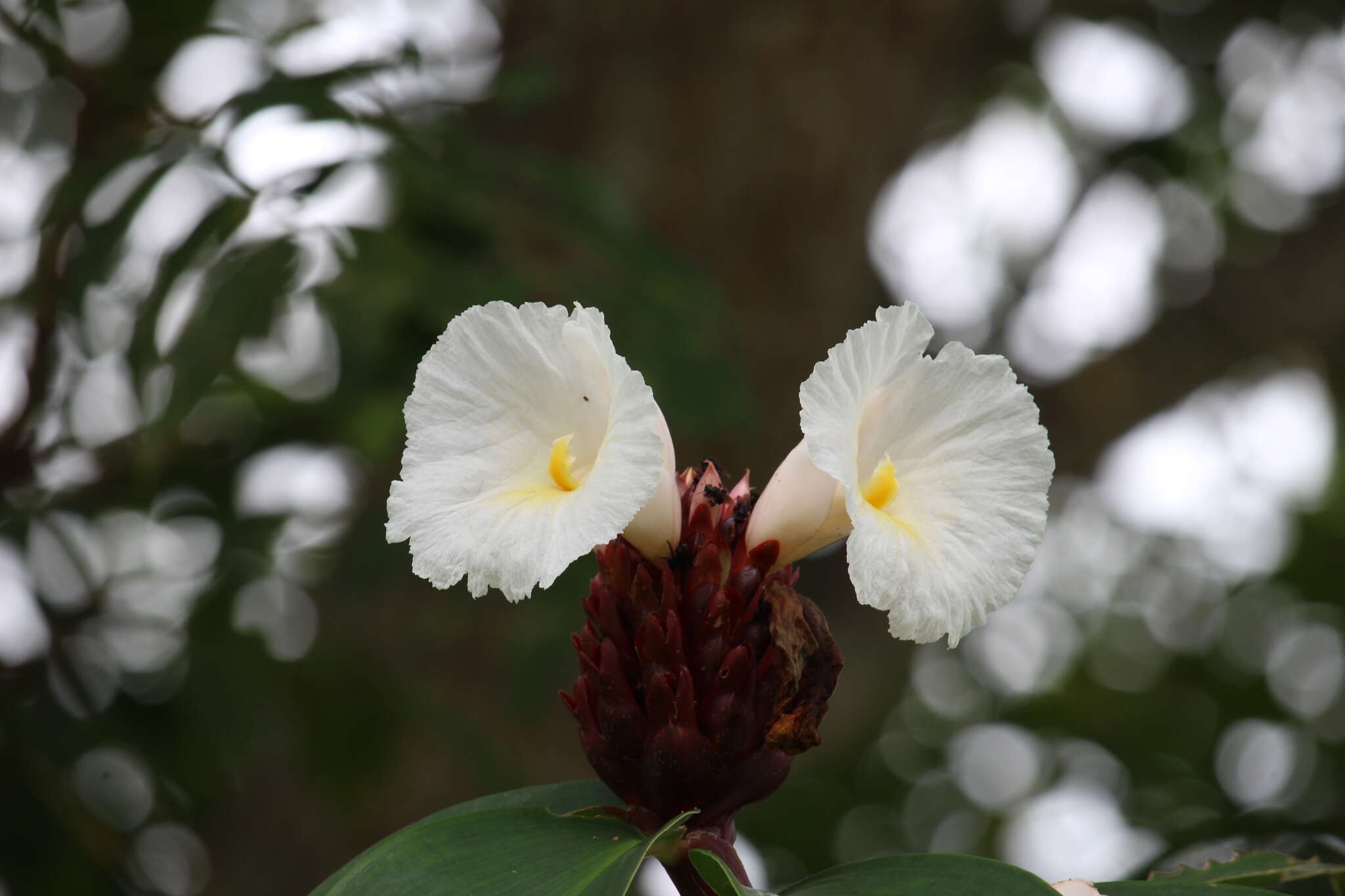 Hellenia resmi