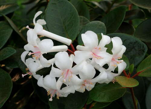 Imagem de Rhododendron jasminiflorum Hook.