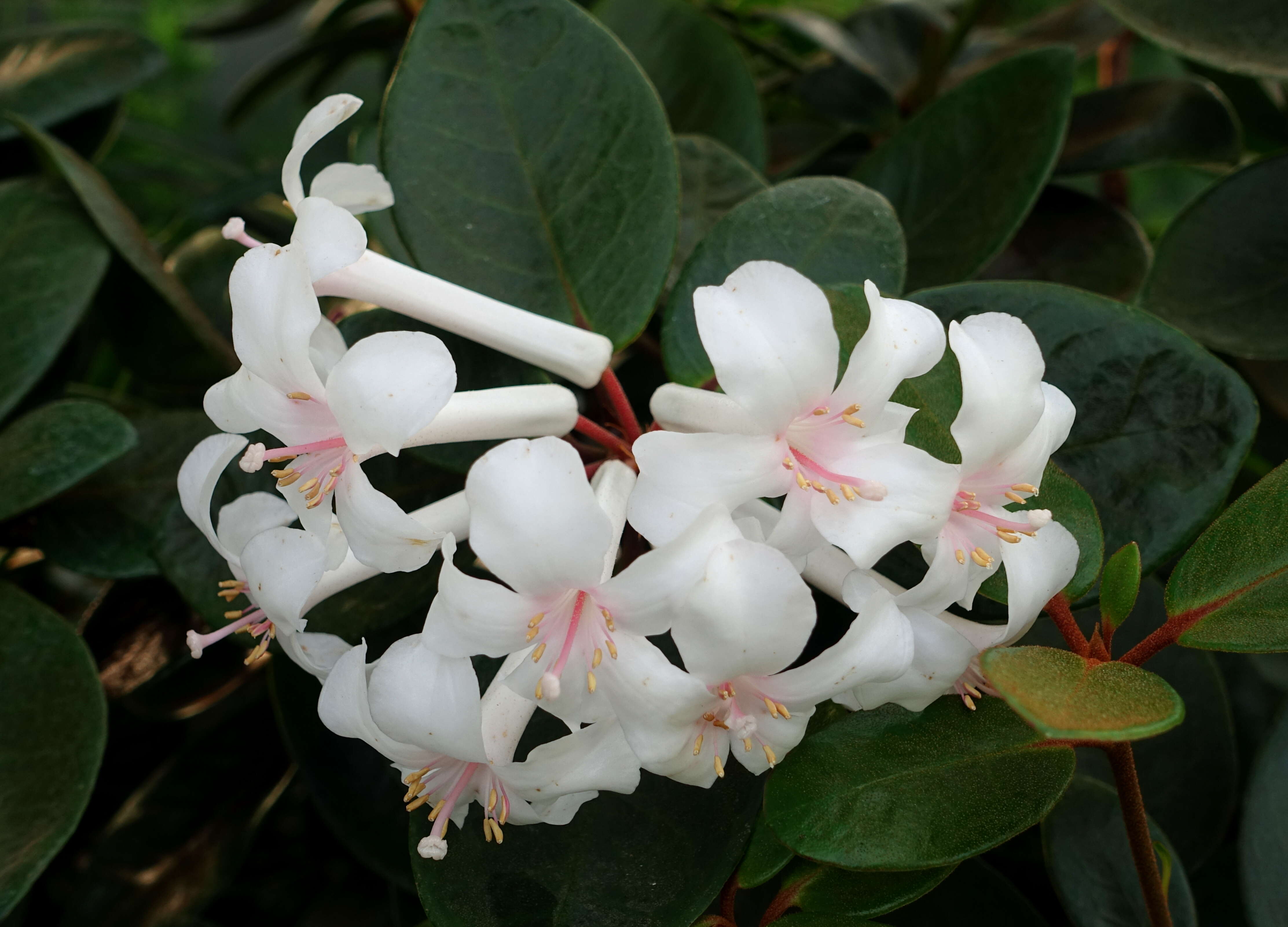 Imagem de Rhododendron jasminiflorum Hook.