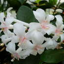 Imagem de Rhododendron jasminiflorum Hook.