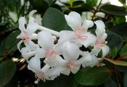 Imagem de Rhododendron jasminiflorum Hook.