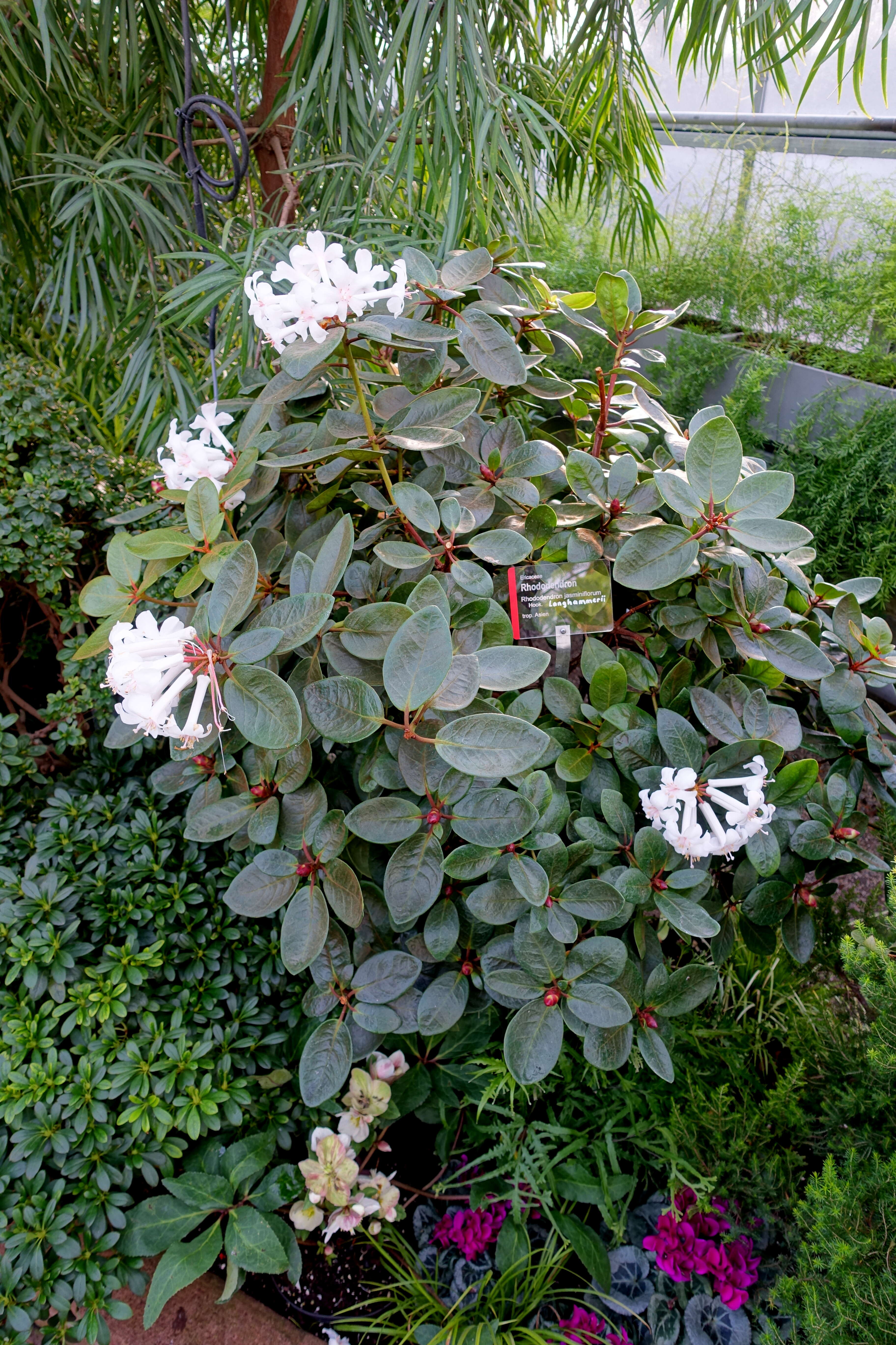 Imagem de Rhododendron jasminiflorum Hook.