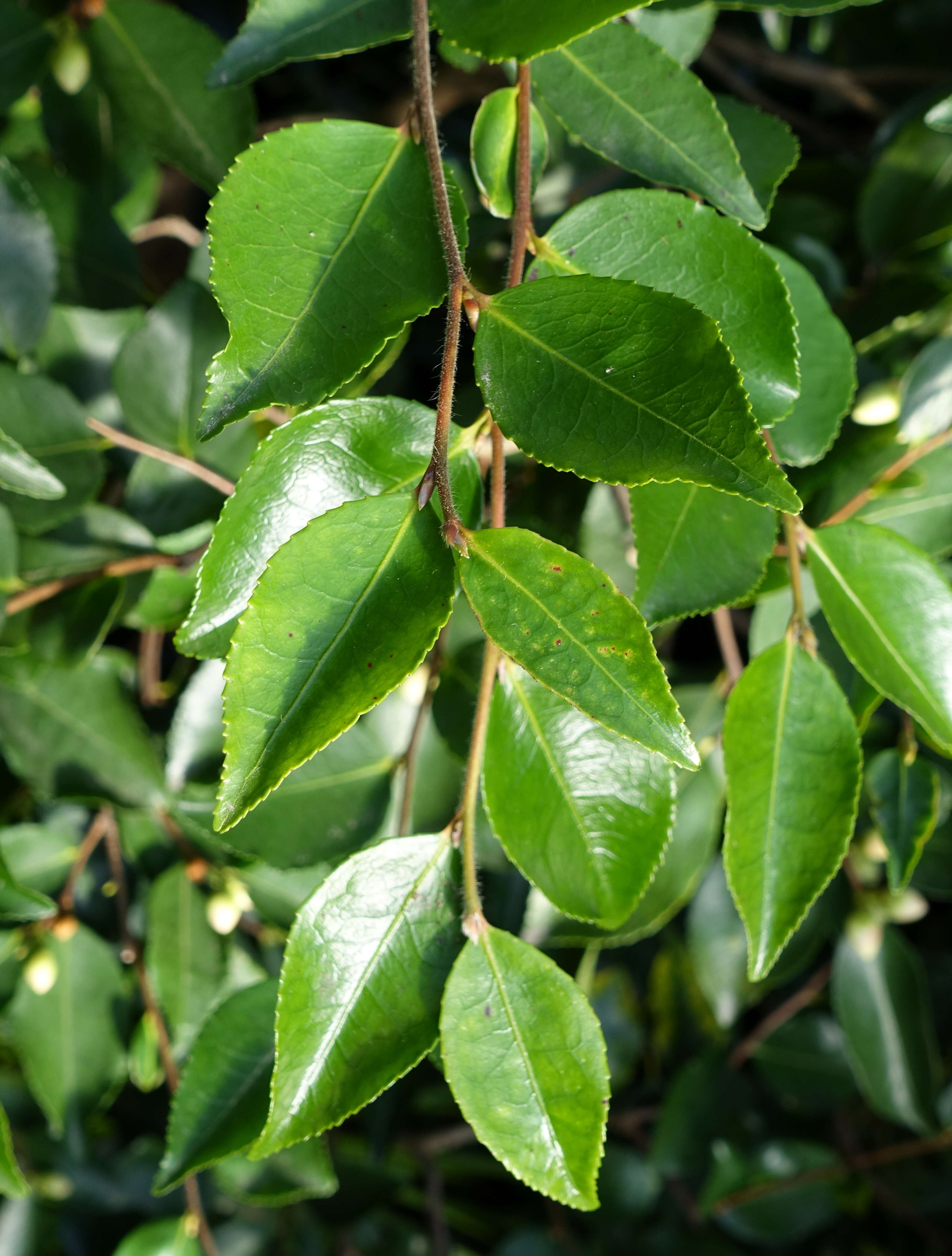 Imagem de Camellia lutchuensis Ito ex Ito & Matsum.