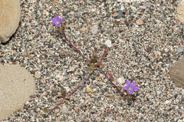 Imagem de Campanula rhodensis A. DC.