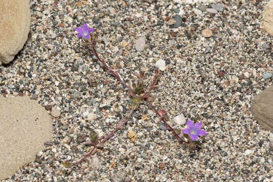 Imagem de Campanula rhodensis A. DC.