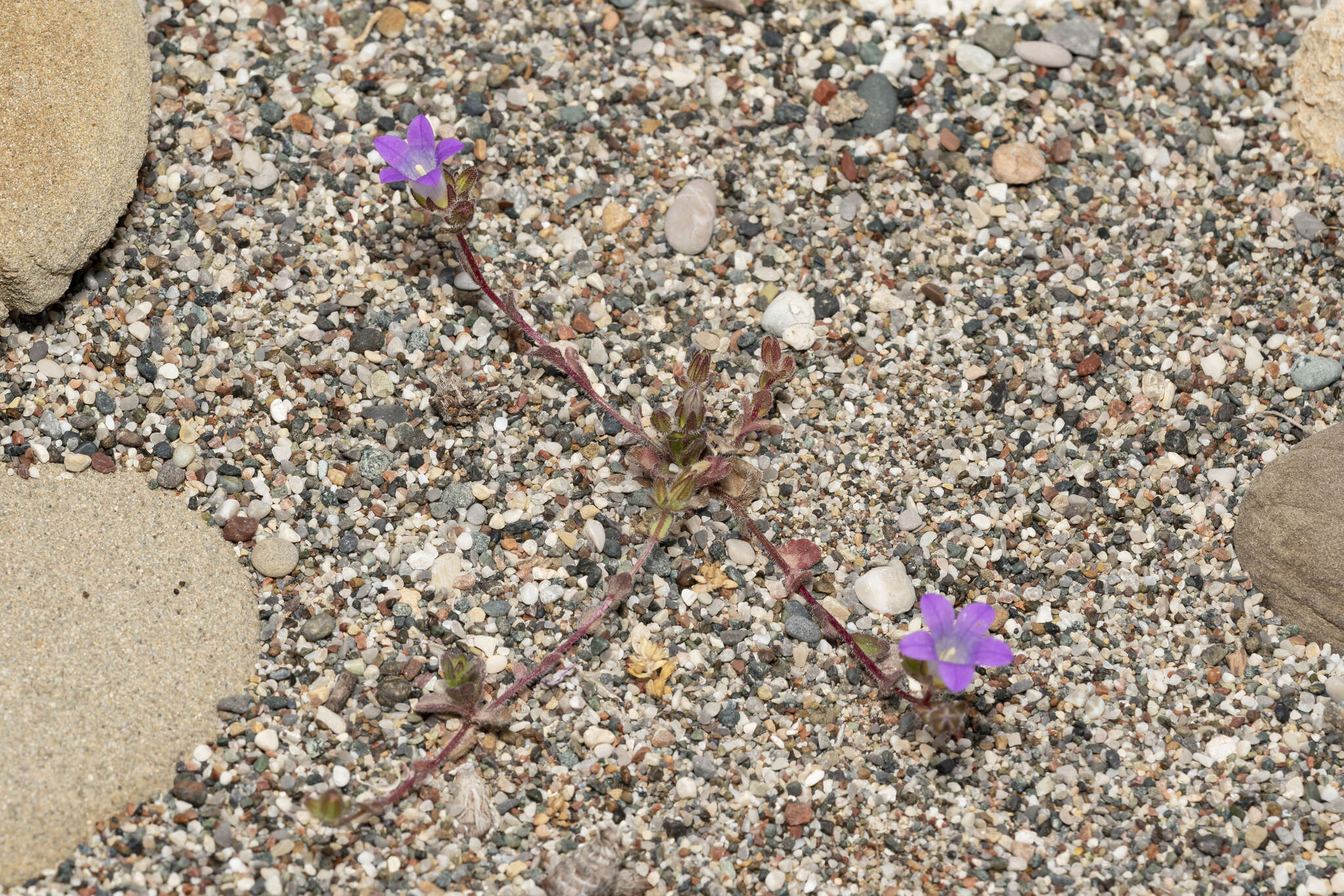 Imagem de Campanula rhodensis A. DC.