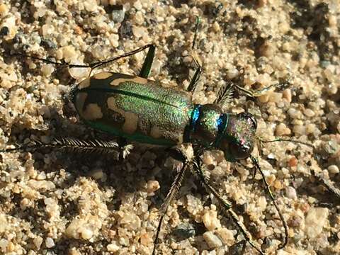 Image of Badlands tiger beetle