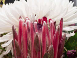 Imagem de Protea cynaroides (L.) L.