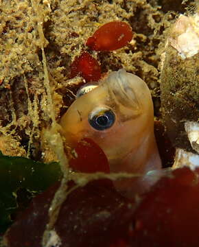 Image of Bracketed blenny