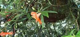 Image de Columnea rubricaulis Standl.