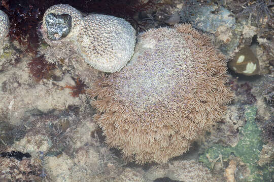 Image of anemone coral