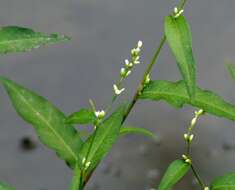 صورة Persicaria mitis (Schrank) Asenov