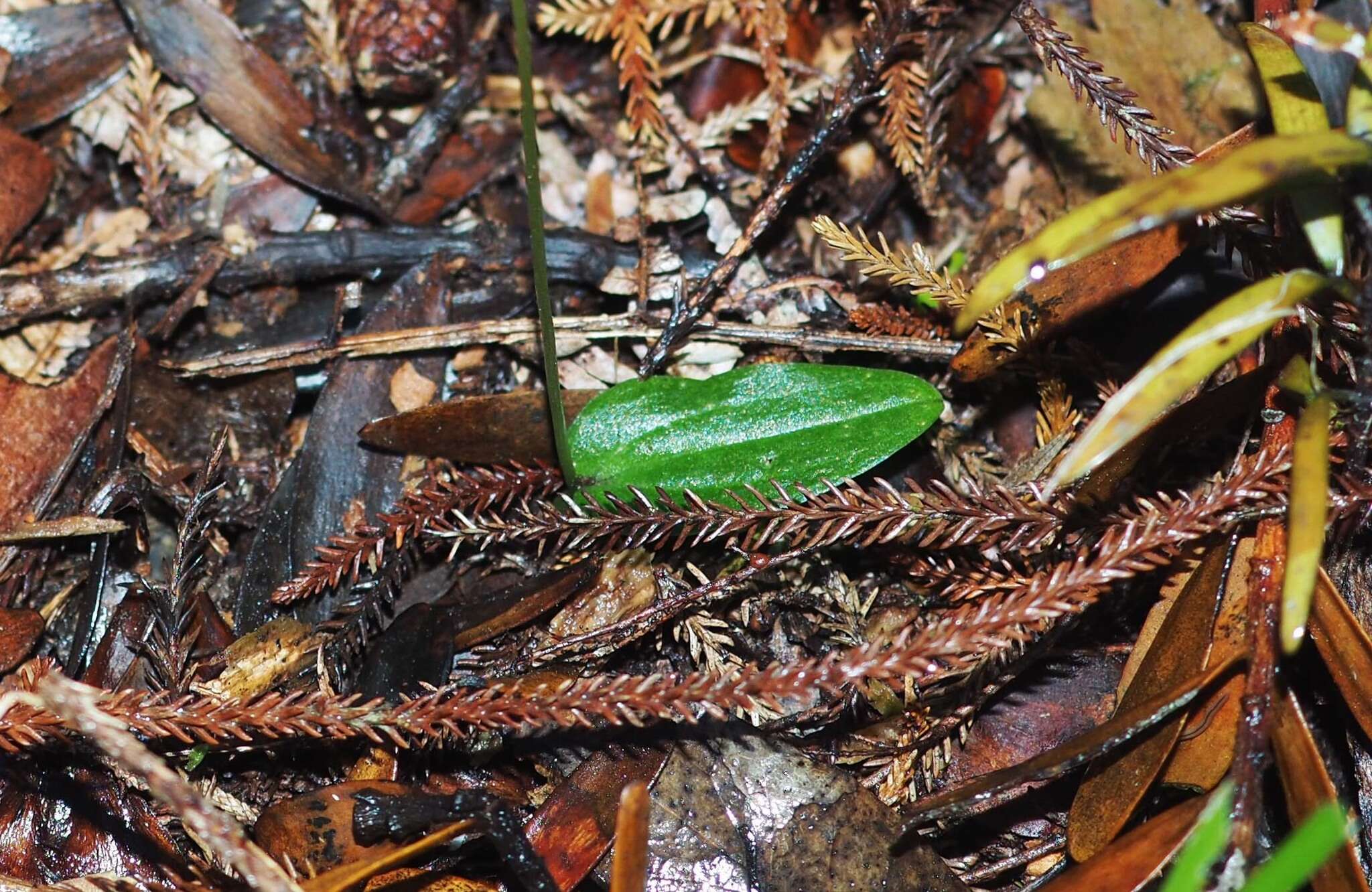 Sivun Cyrtostylis oblonga Hook. fil. kuva