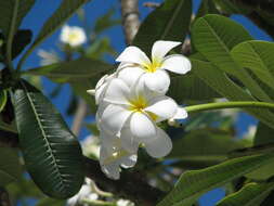 Image of Singapore graveyard flower