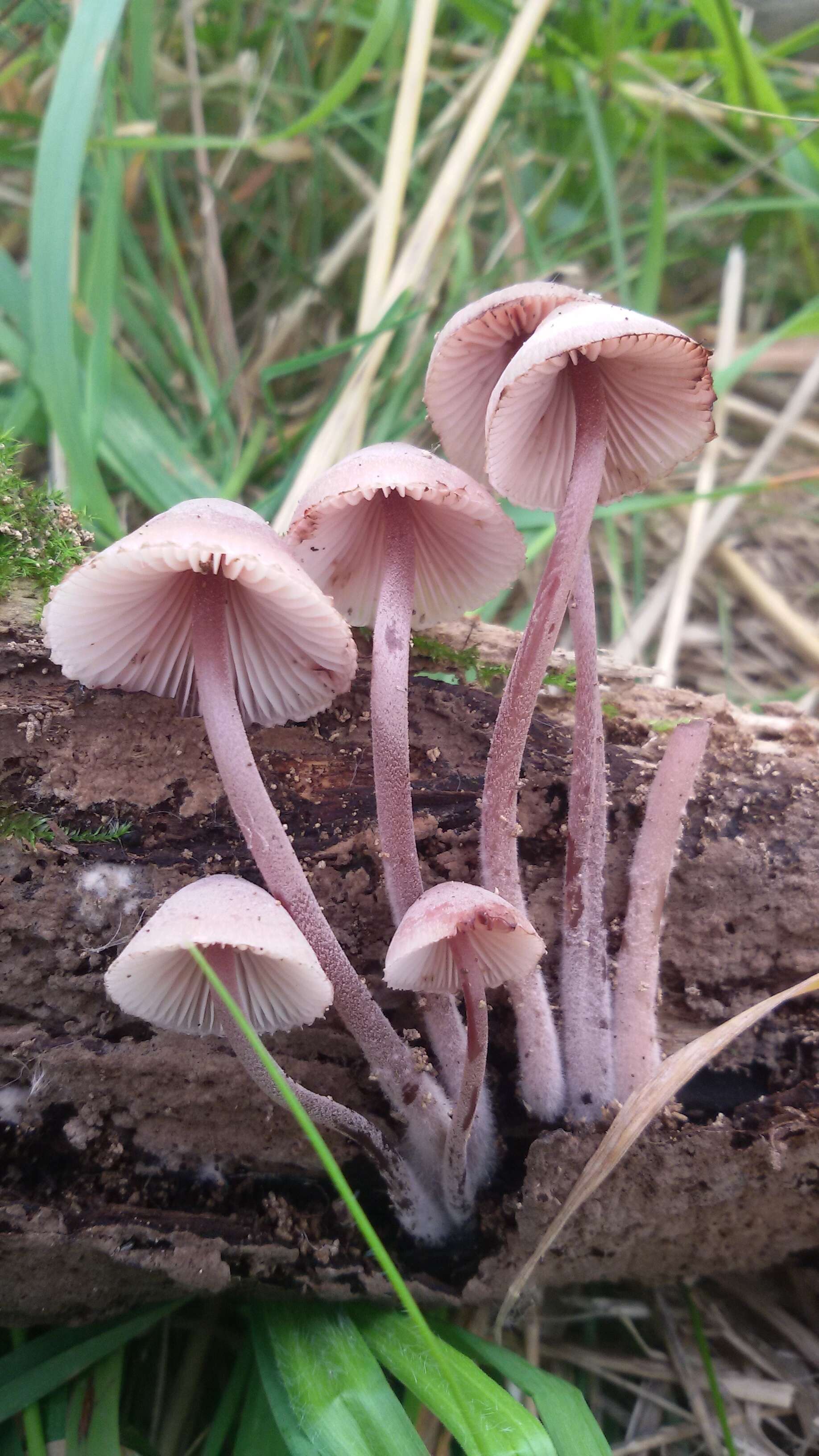 Image of Mycena haematopus (Pers.) P. Kumm. 1871