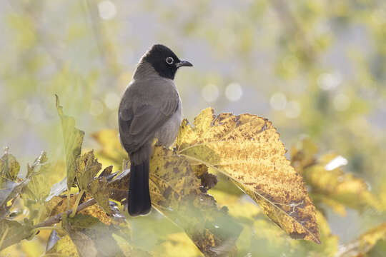 Image of White-eyed Bulbul