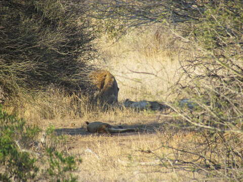 Imagem de Pantherinae