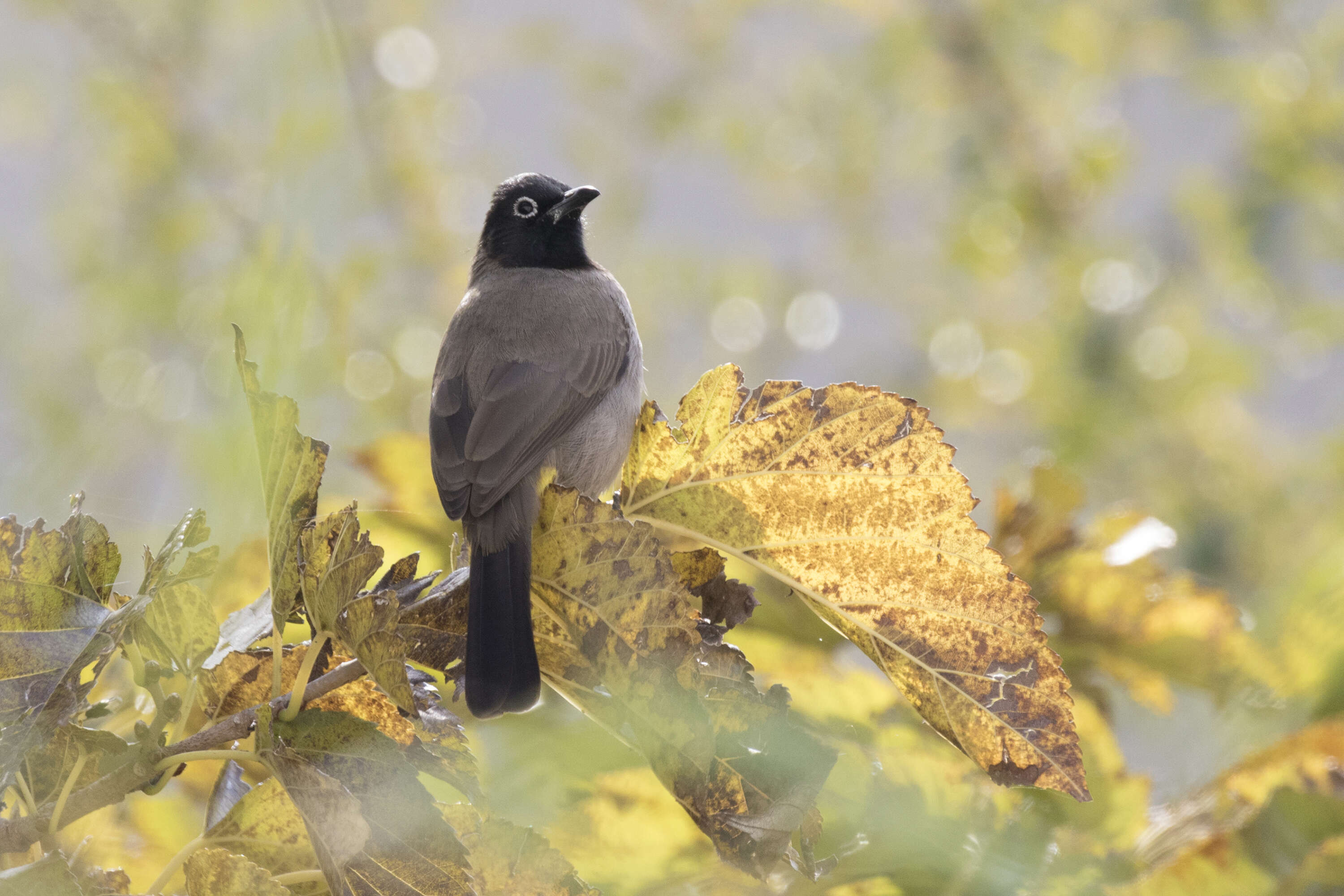 Image of White-eyed Bulbul