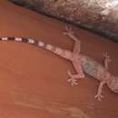 Image of Mount Sinai-Gecko