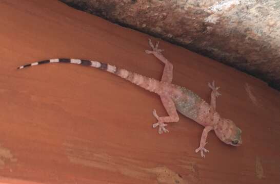 Image of Mount Sinai-Gecko