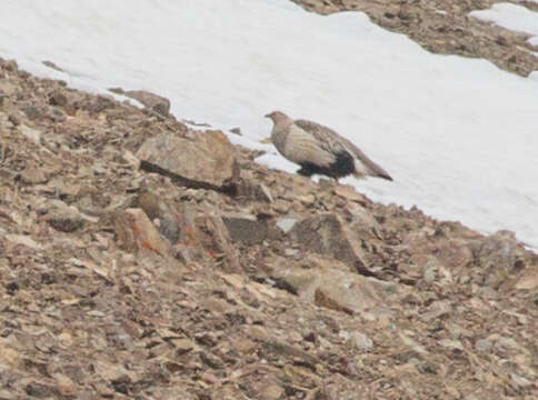 Image of Altai Snowcock