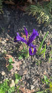 Plancia ëd Iris reticulata M. Bieb.