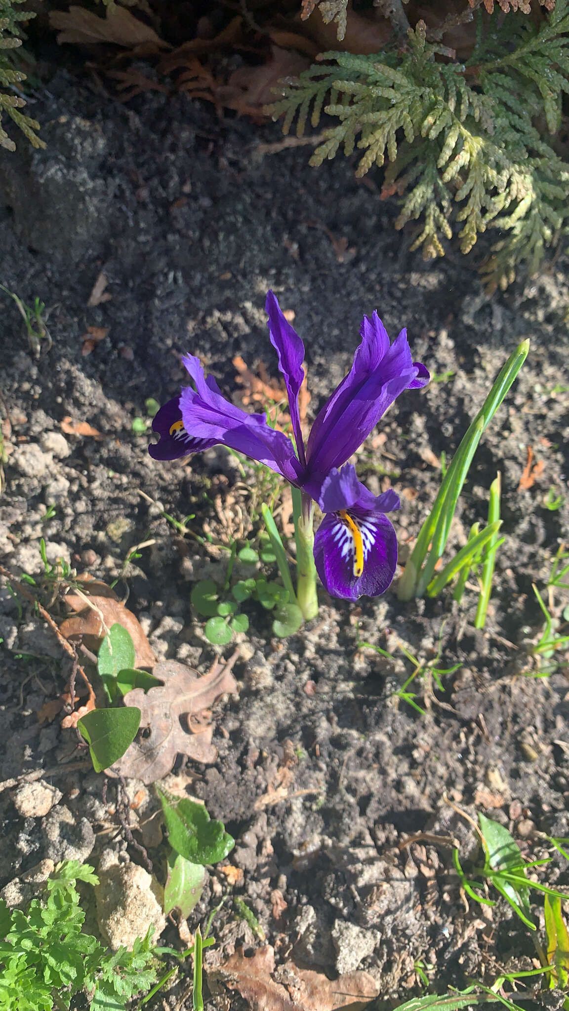 Plancia ëd Iris reticulata M. Bieb.