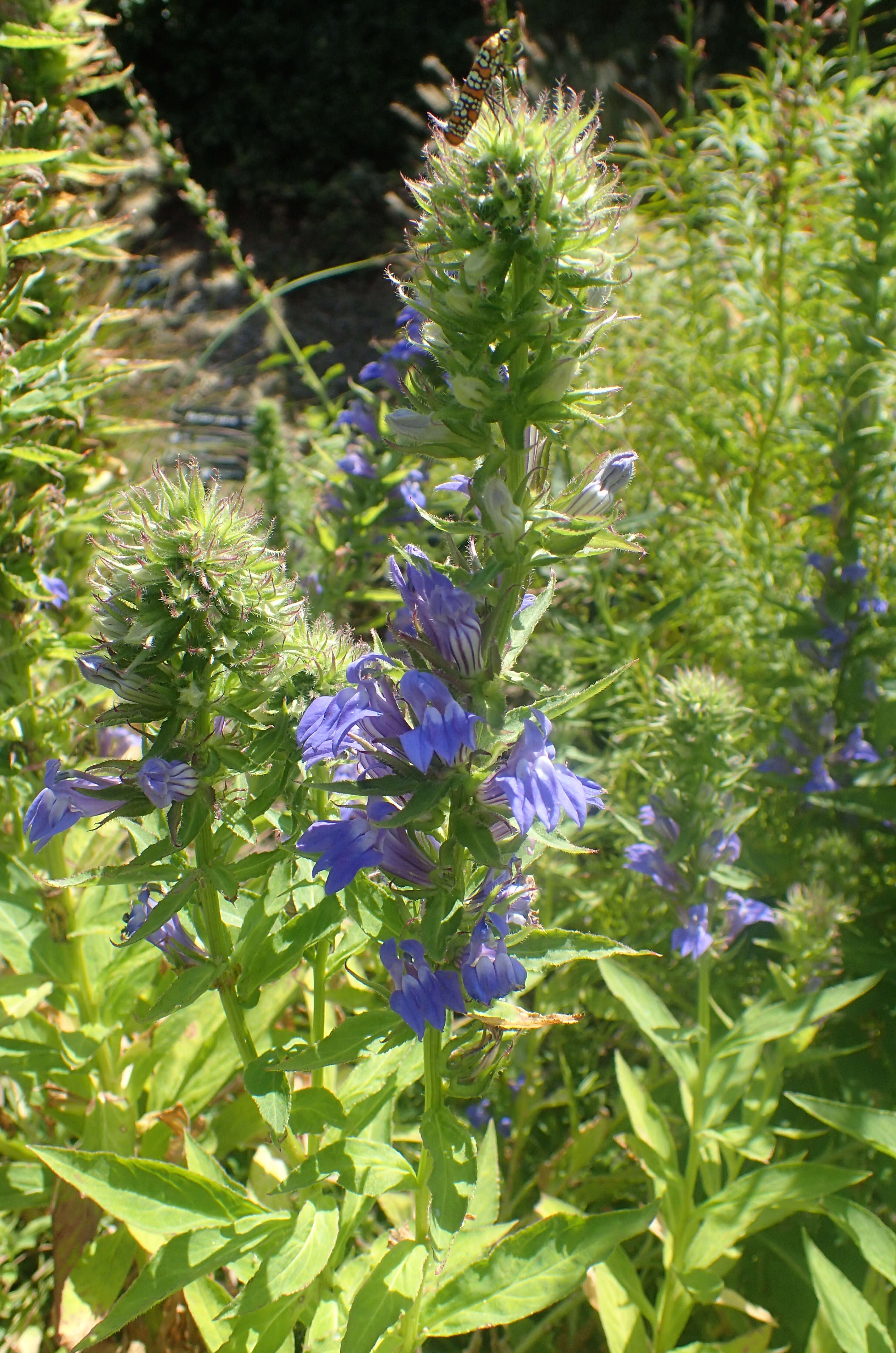 Слика од Lobelia siphilitica L.