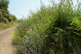 Image of Nepeta teydea Webb & Berthel.