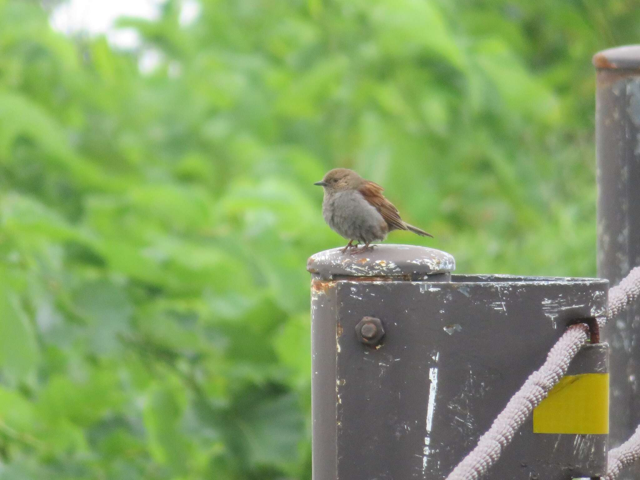 Image of Japanese Accentor