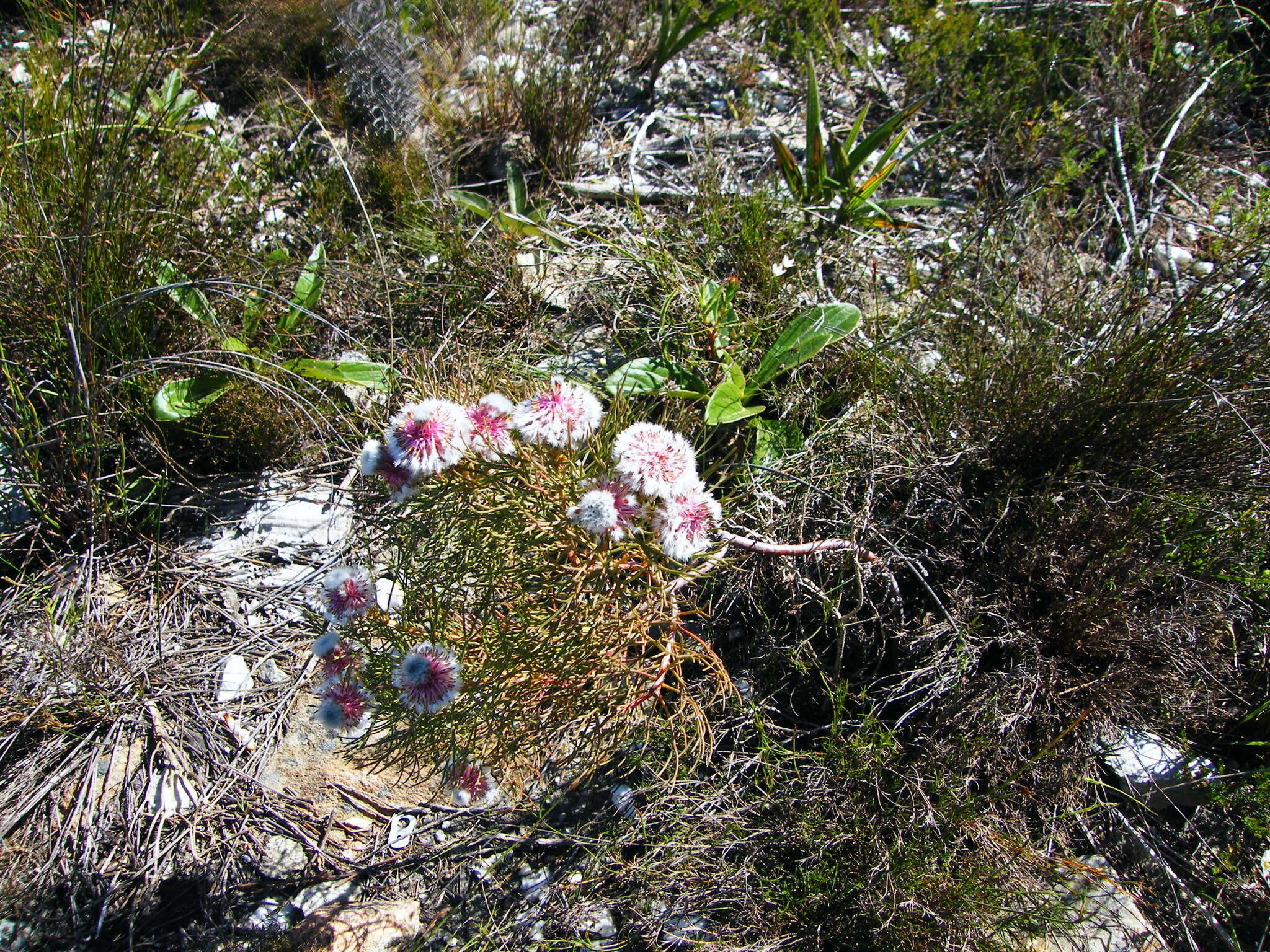 Imagem de Serruria phylicoides (Berg.) R. Br.