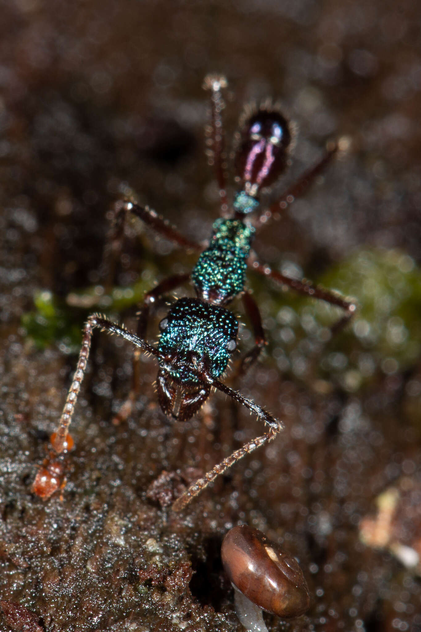 Imagem de Rhytidoponera purpurea (Emery 1887)