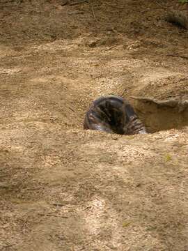 Image of Asiatic rock python