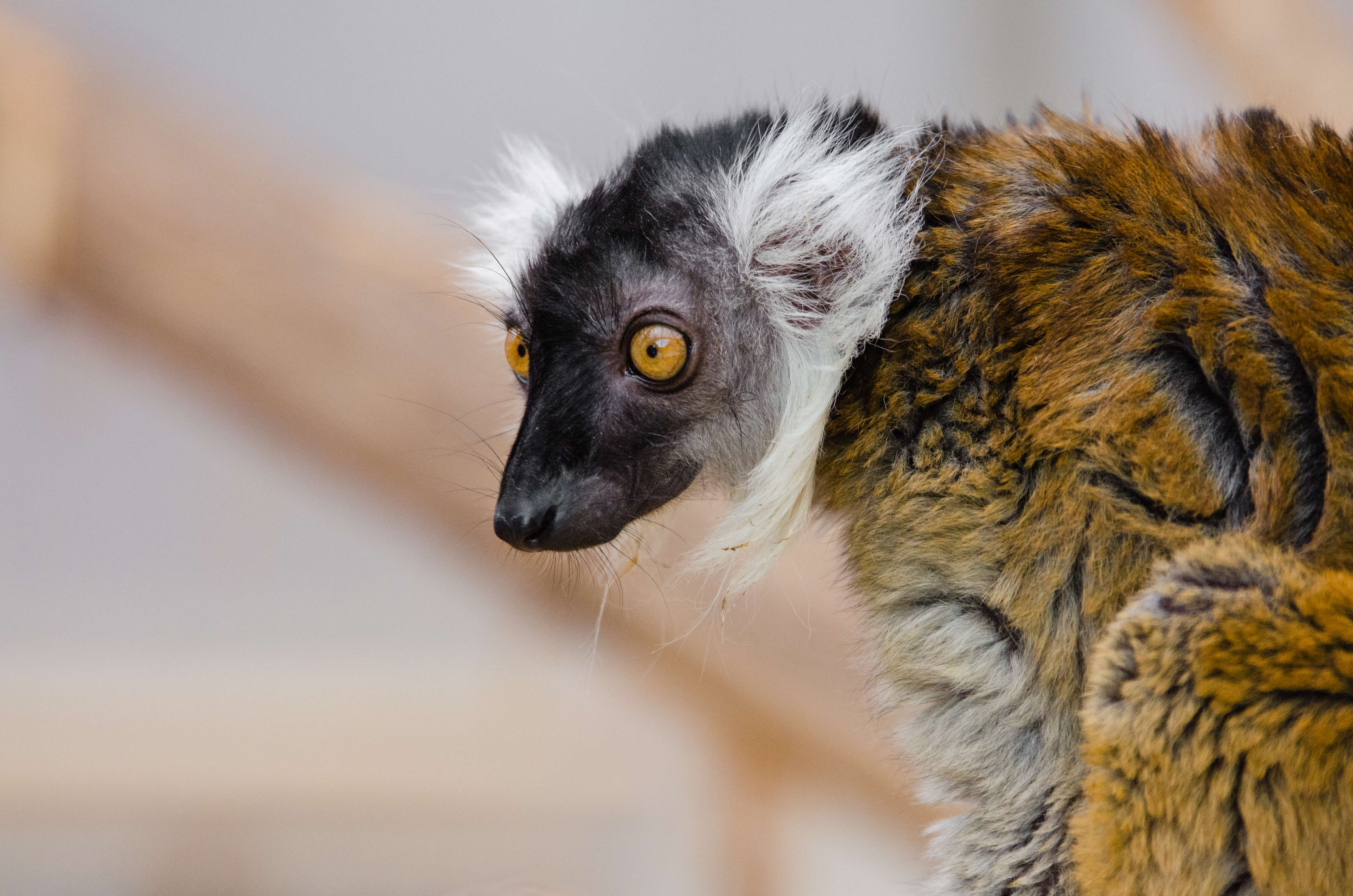 Image of Sanford's Brown Lemur