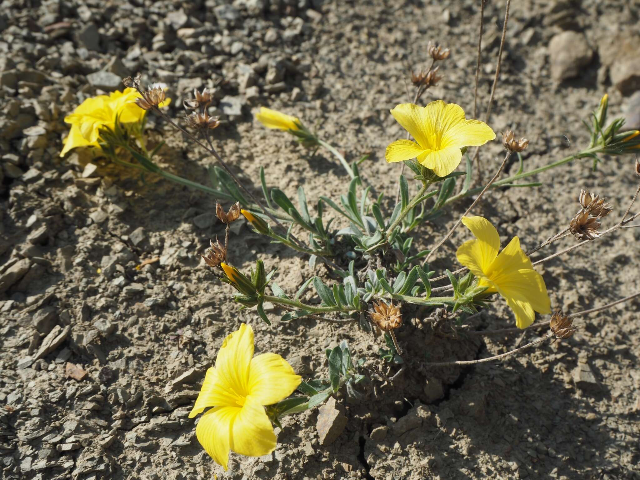 Linum pallasianum Schultes resmi