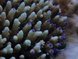 Sivun Acropora nasuta (Dana 1846) kuva