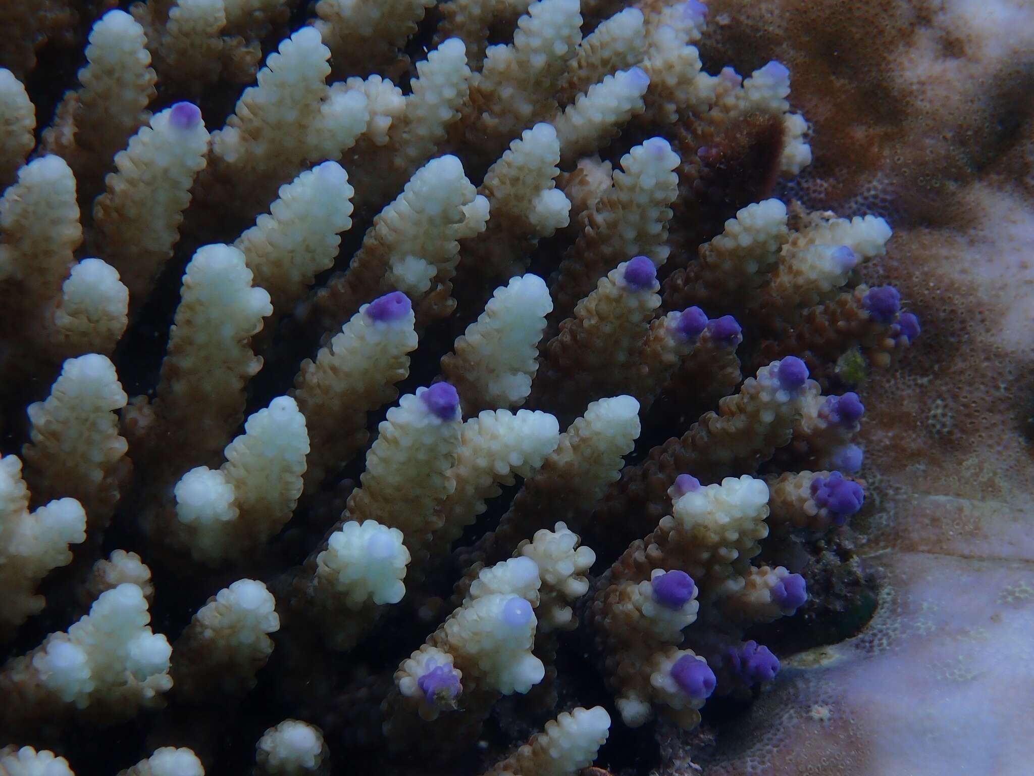 Image of Staghorn coral