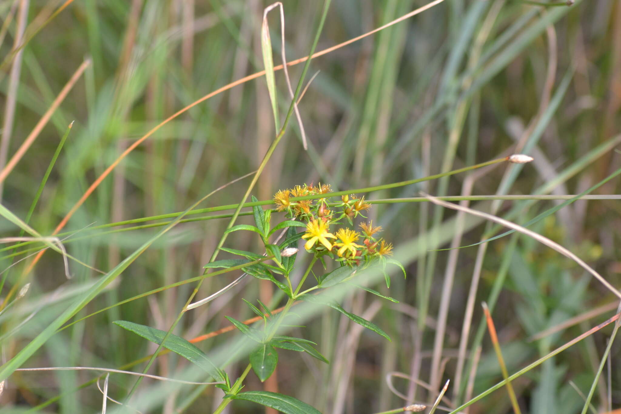 Sivun Hypericum adpressum W. C. P. Barton kuva