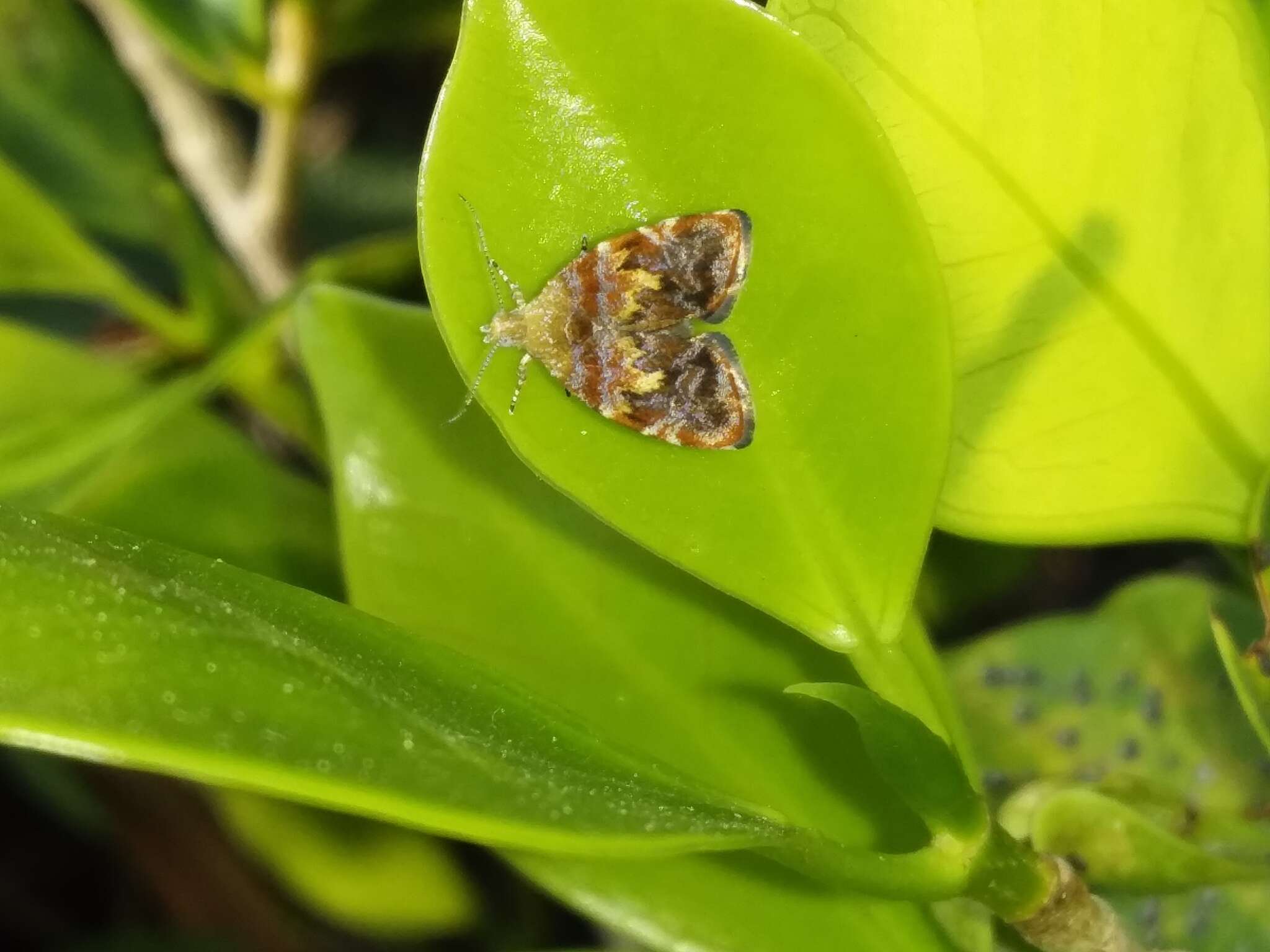 Image of Choreutis sexfasciella Sauber 1902