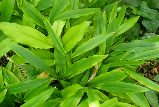 Image of Alpinia nutans (L.) Roscoe