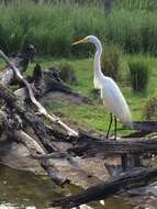 Image of Ardea alba egretta Gmelin & JF 1789