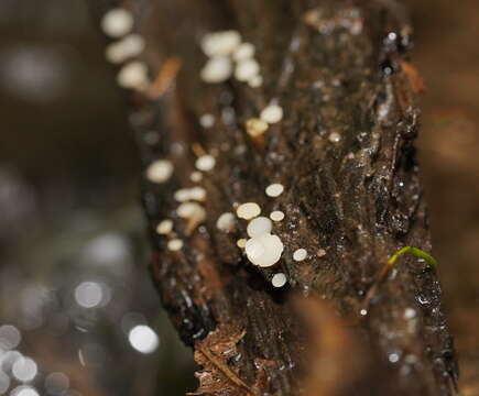 Image of Cudoniella clavus (Alb. & Schwein.) Dennis 1964