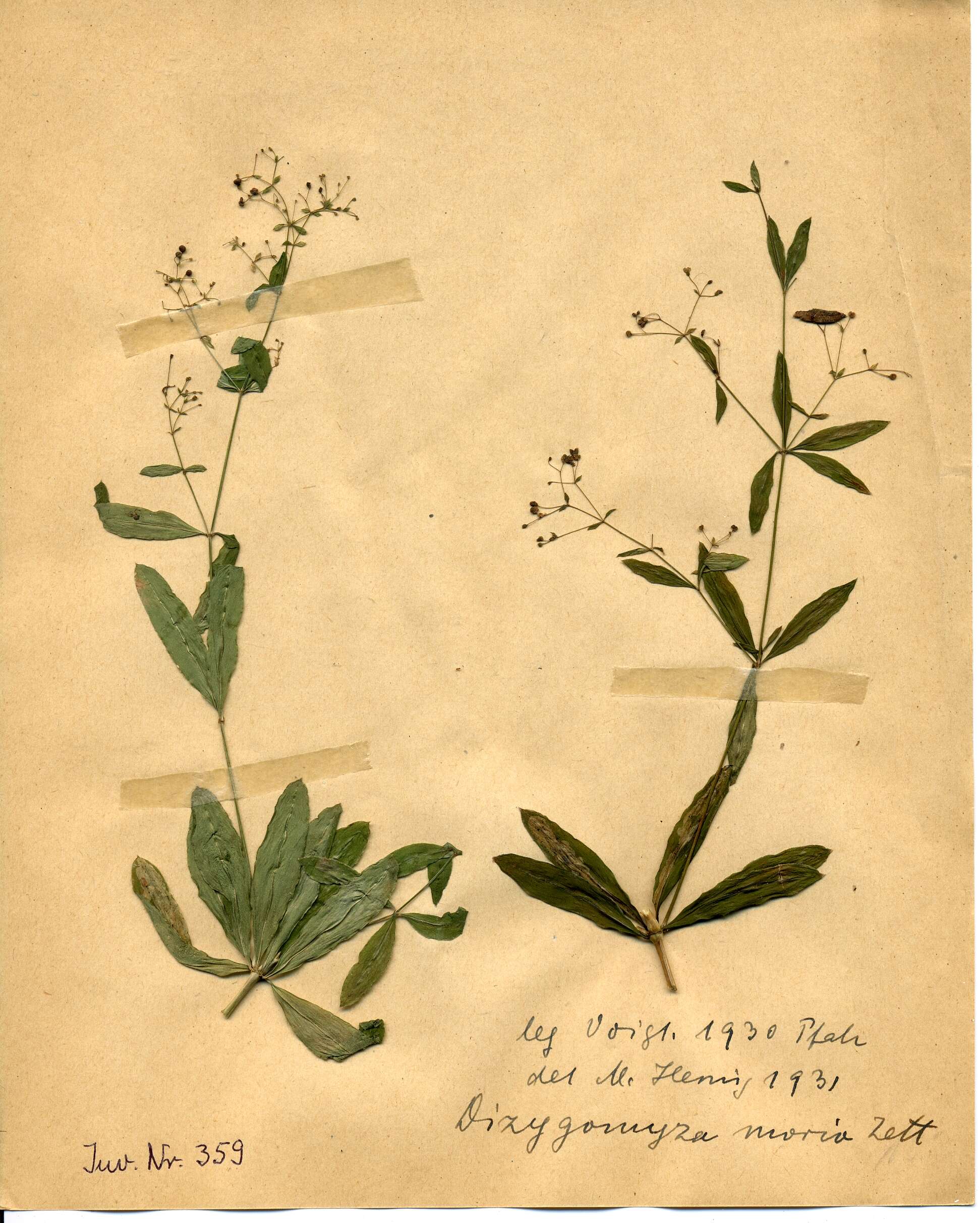 Sivun Galium sylvaticum L. kuva