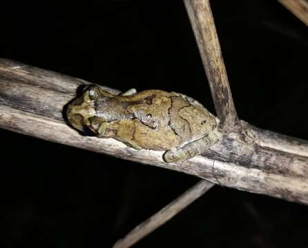 Image of Dendropsophus soaresi (Caramaschi & Jim 1983)