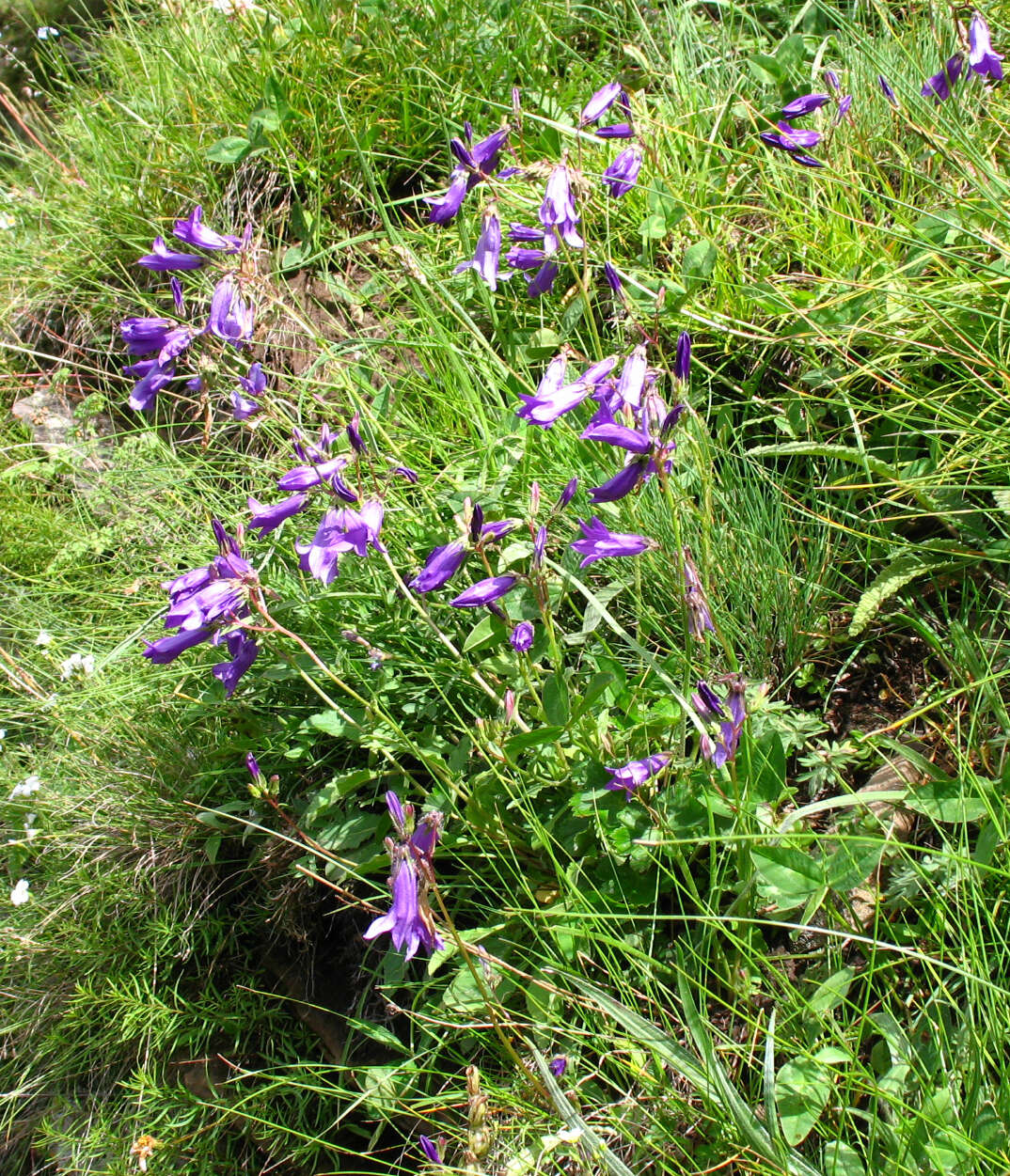 Image of Campanula sibirica subsp. hohenackeri (Fisch. & C. A. Mey.) Damboldt