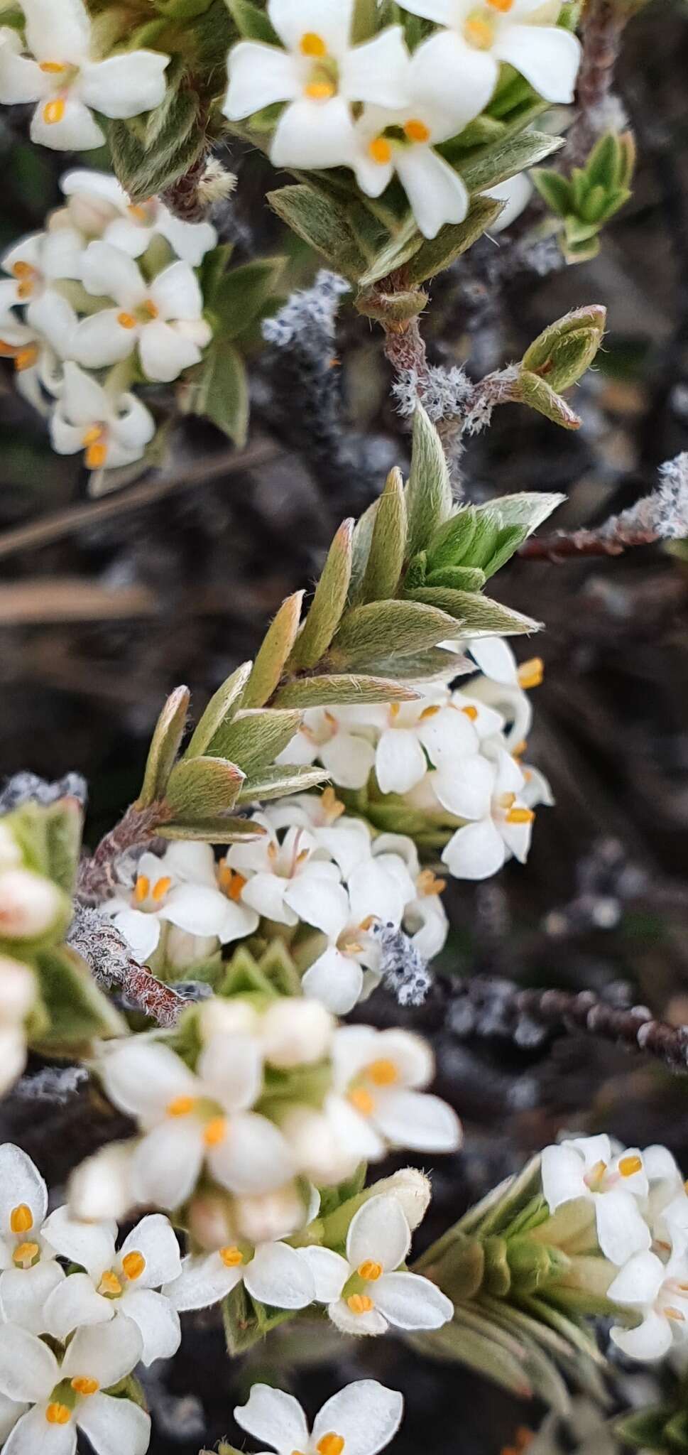 Image of Pimelea concinna Allan