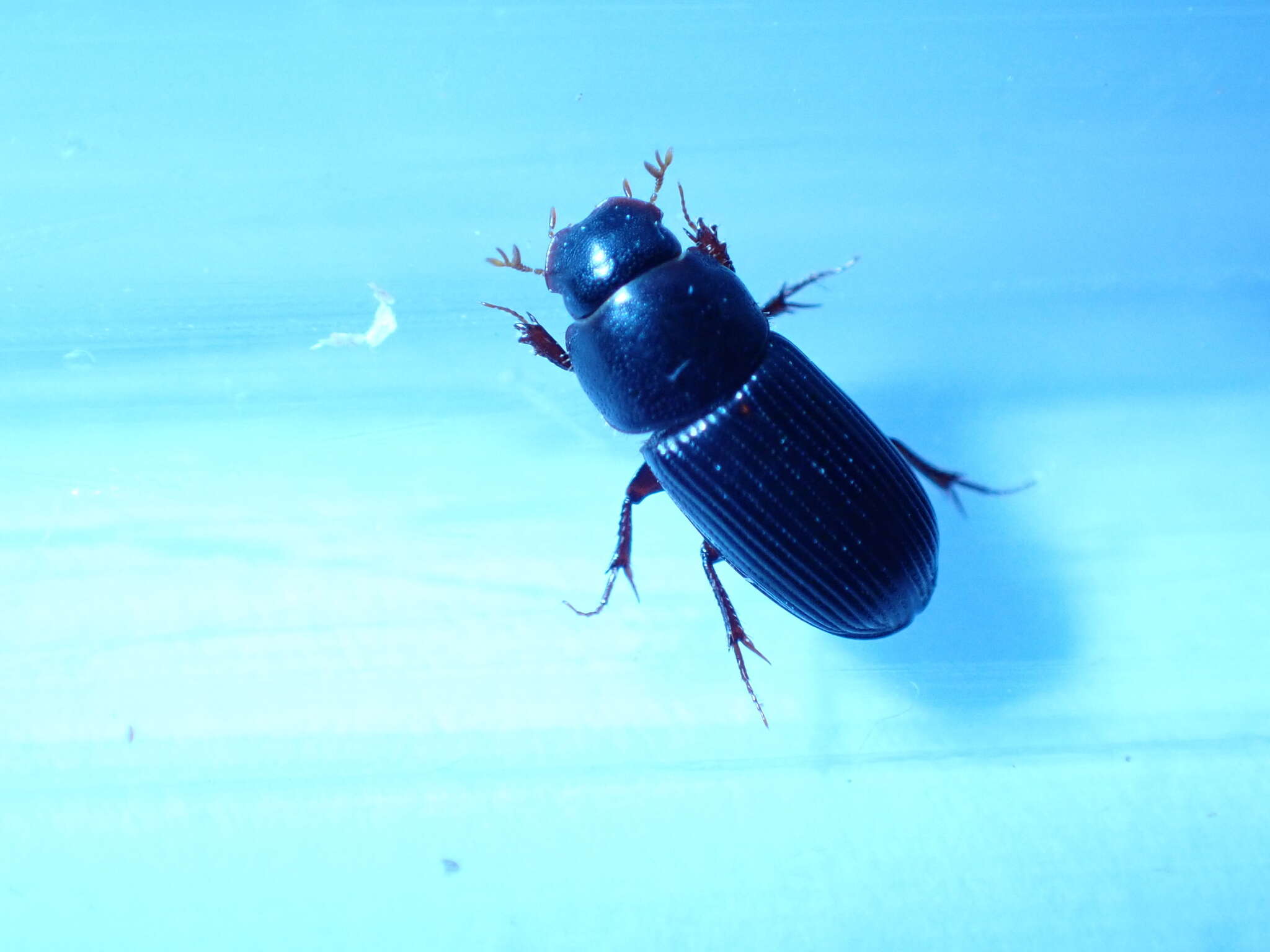 Image of Ataenius picinus Harold 1867