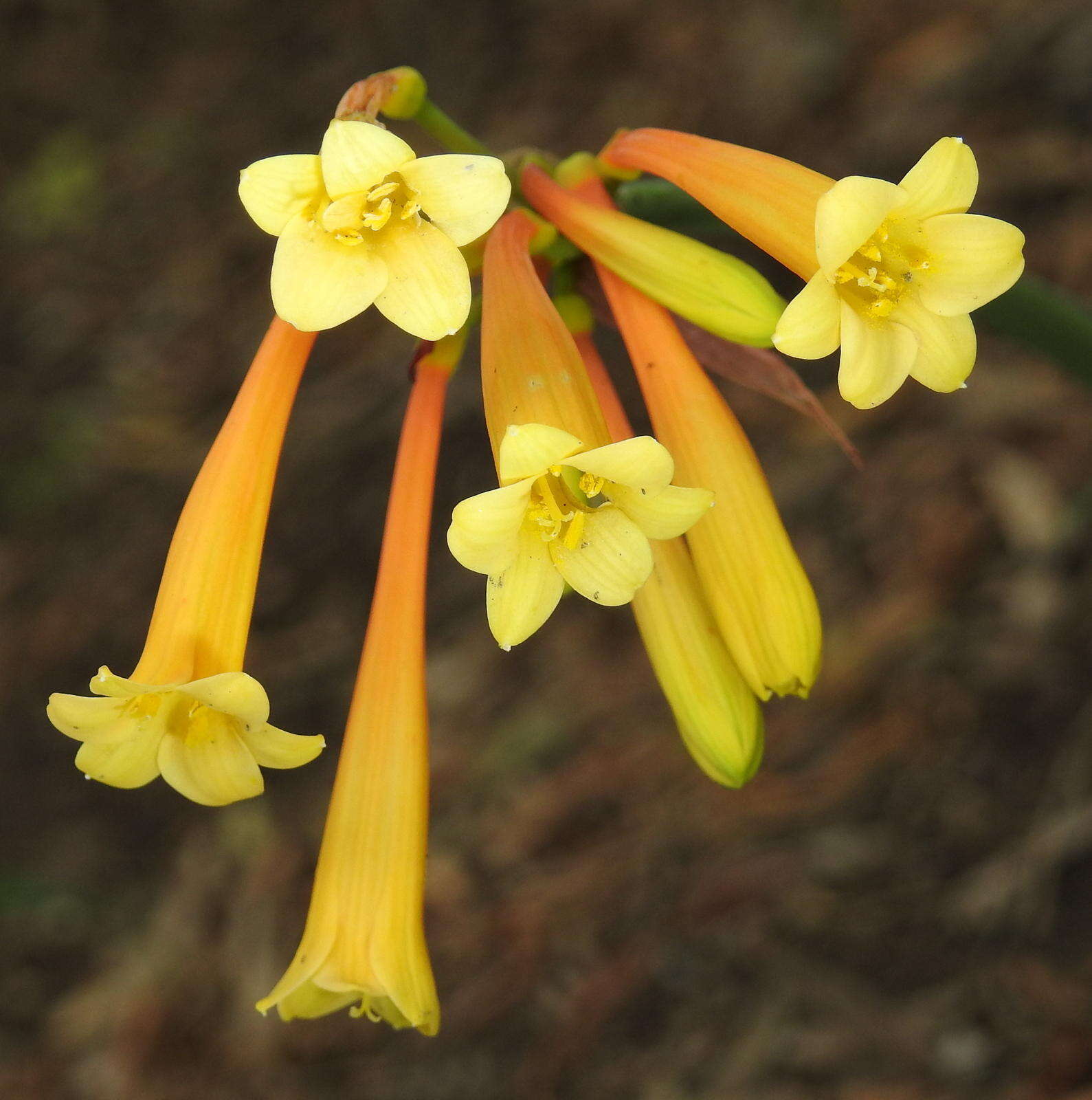 Image of Cyrtanthus mackenii var. cooperi (Baker) R. A. Dyer