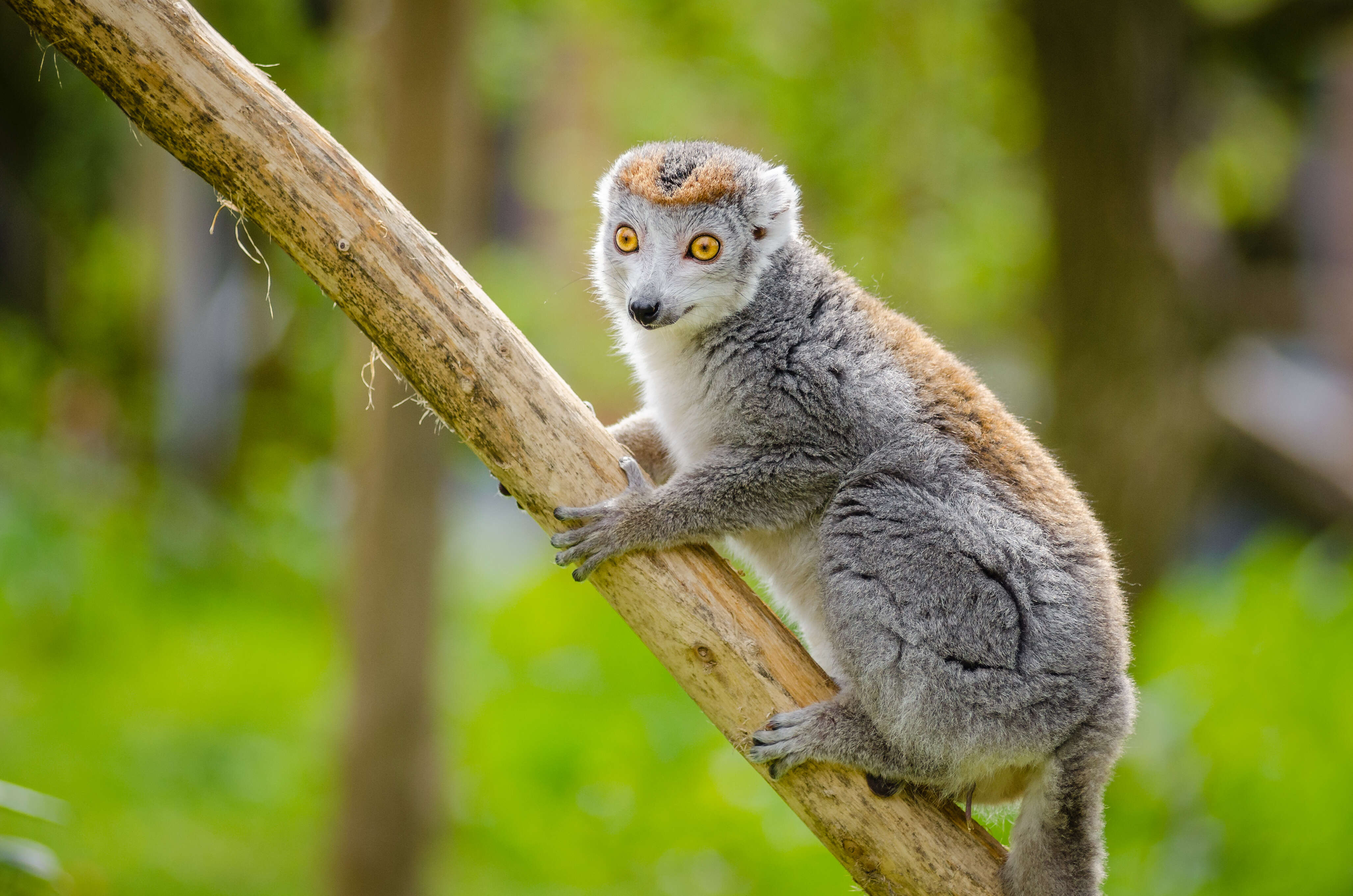 Image de Lémur À Couronne